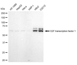 E2F1 Recombinant Rabbit Monoclonal Antibody (23GB1505), Invitrogen:Antibodies,