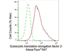 Invitrogen EEF2 Recombinant Rabbit Monoclonal Antibody (23GB1550), Invitrogen