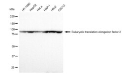 Invitrogen EEF2 Recombinant Rabbit Monoclonal Antibody (23GB1550), Invitrogen