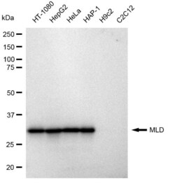 Invitrogen DEGS1 Recombinant Rabbit Monoclonal Antibody (23GB1215), Invitrogen