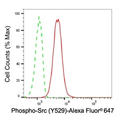 Invitrogen Phospho-SRC (Tyr529) Recombinant Rabbit Monoclonal Antibody