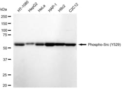 Invitrogen Phospho-SRC (Tyr529) Recombinant Rabbit Monoclonal Antibody
