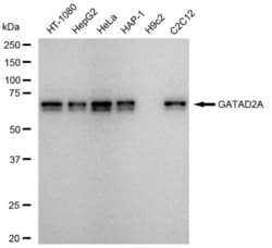 Invitrogen GATAD2A Recombinant Rabbit Monoclonal Antibody (23GB5685), Invitrogen