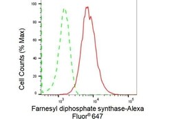 Invitrogen FDPS Recombinant Rabbit Monoclonal Antibody (23GB1395), Invitrogen
