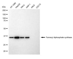 Invitrogen FDPS Recombinant Rabbit Monoclonal Antibody (23GB1395), Invitrogen