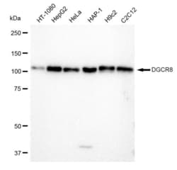 Invitrogen DGCR8 Recombinant Rabbit Monoclonal Antibody (23GB1615), Invitrogen