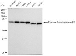 Invitrogen DLAT Recombinant Rabbit Monoclonal Antibody (23GB1010), Invitrogen