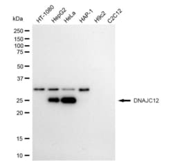 Invitrogen DNAJC12 Recombinant Rabbit Monoclonal Antibody (23GB1815), Invitrogen