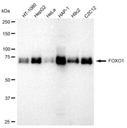 Invitrogen FOXO1 Recombinant Rabbit Monoclonal Antibody (23GB850), Invitrogen