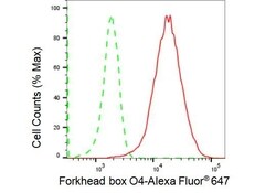 FOXO4 Recombinant Rabbit Monoclonal Antibody (23GB1470), Invitrogen:Antibodies,
