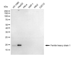 Invitrogen Ferritin Heavy Chain Recombinant Rabbit Monoclonal Antibody