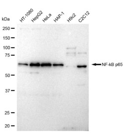 NFkB p65 Recombinant Rabbit Monoclonal Antibody (23GB1490):Antibodies:Primary
