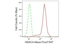 Invitrogen HDAC4 Recombinant Rabbit Monoclonal Antibody (23GB865), Invitrogen