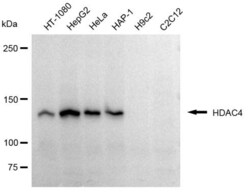 Invitrogen HDAC4 Recombinant Rabbit Monoclonal Antibody (23GB865), Invitrogen