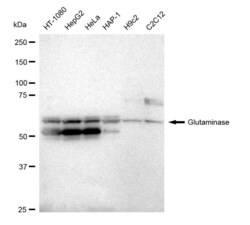 Invitrogen Glutaminase Recombinant Rabbit Monoclonal Antibody (23GB1720), Invitrogen 20 &mu;L | Buy Online | Invitrogen&trade; | Fisher Scientific