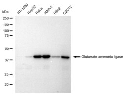 Invitrogen Glutamine Synthetase Recombinant Rabbit Monoclonal Antibody