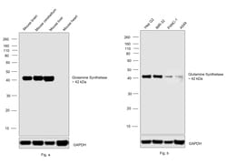 Invitrogen Glutamine Synthetase Recombinant Rabbit Monoclonal Antibody