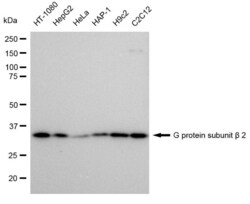 Invitrogen&trade;&nbsp;GNB2 Recombinant Rabbit Monoclonal Antibody (23GB1205)