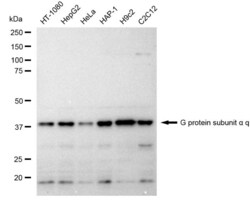 Invitrogen GNAQ Recombinant Rabbit Monoclonal Antibody (23GB1295), Invitrogen