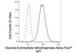 Invitrogen G6PD Recombinant Rabbit Monoclonal Antibody (23GB1795), Invitrogen
