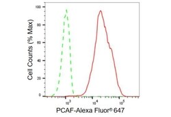Invitrogen PCAF Recombinant Rabbit Monoclonal Antibody (23GB910), Invitrogen