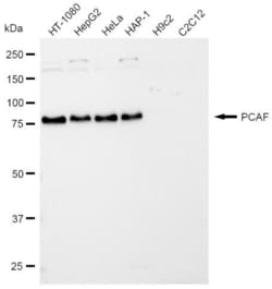 Invitrogen PCAF Recombinant Rabbit Monoclonal Antibody (23GB910), Invitrogen