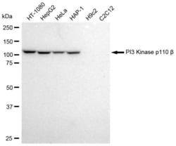 Invitrogen&trade;&nbsp;PIK3CB Recombinant Rabbit Monoclonal Antibody (23GB1035)