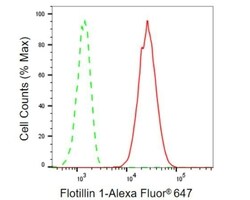 Invitrogen Flotillin 1 Recombinant Rabbit Monoclonal Antibody (23GB1015),