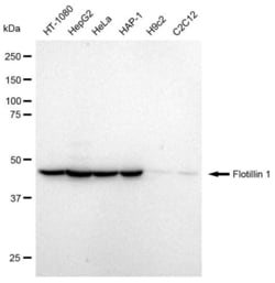 Invitrogen Flotillin 1 Recombinant Rabbit Monoclonal Antibody (23GB1015),