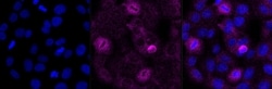 Invitrogen&trade;&nbsp;PRAS40 Recombinant Rabbit Monoclonal Antibody (23GB645)