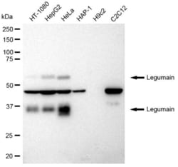 Invitrogen LGMN Recombinant Rabbit Monoclonal Antibody (23GB2095), Invitrogen