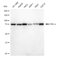 Invitrogen PKC alpha Recombinant Rabbit Monoclonal Antibody (23GB1690),