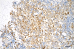 Invitrogen Active/Pro-Caspase 3 Recombinant Rabbit Monoclonal Antibody