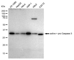 Invitrogen Active/Pro-Caspase 3 Recombinant Rabbit Monoclonal Antibody