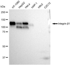 Invitrogen ITGB1 Recombinant Rabbit Monoclonal Antibody (23GB890), Invitrogen