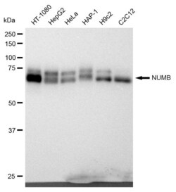 Invitrogen NUMB Recombinant Rabbit Monoclonal Antibody (23GB1070), Invitrogen