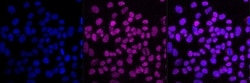 Invitrogen&trade;&nbsp;MCM7 Recombinant Rabbit Monoclonal Antibody (23GB1095)