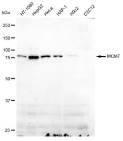 Invitrogen MCM7 Recombinant Rabbit Monoclonal Antibody (23GB1095) 20 &mu;L | Buy Online | Invitrogen&trade; | Fisher Scientific