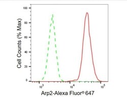 Invitrogen Arp2 Recombinant Rabbit Monoclonal Antibody (23GB610), Invitrogen
