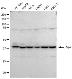 Invitrogen Arp2 Recombinant Rabbit Monoclonal Antibody (23GB610), Invitrogen