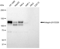 Invitrogen ITGB1 Recombinant Rabbit Monoclonal Antibody (23GB885), Invitrogen