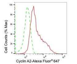 Invitrogen Cyclin A2 Recombinant Rabbit Monoclonal Antibody (23GB1875),