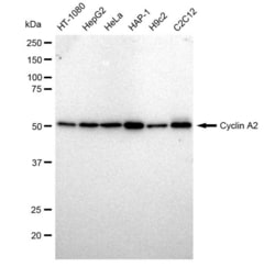 Invitrogen Cyclin A2 Recombinant Rabbit Monoclonal Antibody (23GB1875),