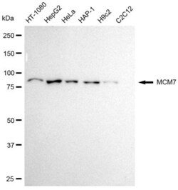 Invitrogen MCM7 Recombinant Rabbit Monoclonal Antibody (23GB930), Invitrogen
