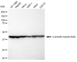 Invitrogen Alpha-Smooth Muscle Actin Recombinant Rabbit Monoclonal Antibody (23GB605) 20 &mu;L | Buy Online | Invitrogen&trade; | Fisher Scientific