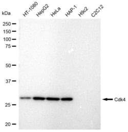 Invitrogen CDK4 Recombinant Rabbit Monoclonal Antibody (23GB745), Invitrogen