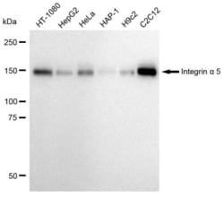 Invitrogen ITGA5 Recombinant Rabbit Monoclonal Antibody (23GB1050) 20 &mu;L | Buy Online | Invitrogen&trade; | Fisher Scientific