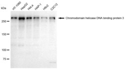 Invitrogen CHD3 Recombinant Rabbit Monoclonal Antibody (23GB1380), Invitrogen