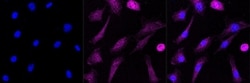 Invitrogen&trade;&nbsp;AGO2 Recombinant Rabbit Monoclonal Antibody (23GB1790)