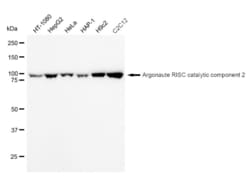Invitrogen AGO2 Recombinant Rabbit Monoclonal Antibody (23GB1790):Antibodies:Primary